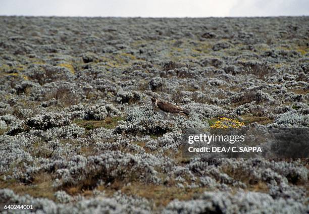 Everlasting, Asteraceae, Sanetti Plateau, News Photo