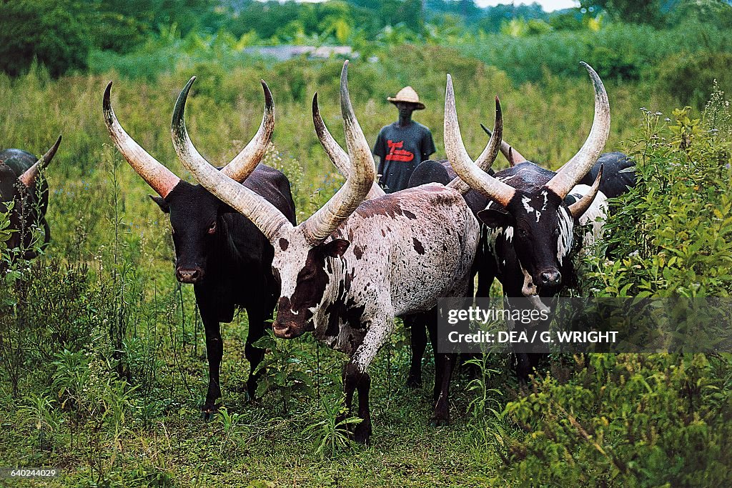 Ankole cattle grazing near Entebbe, Uganda...