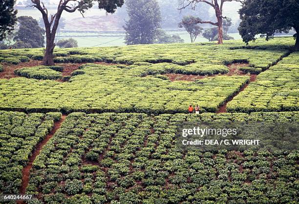 37 Limuru Stock Photos, High-Res Pictures, and Images - Getty Images