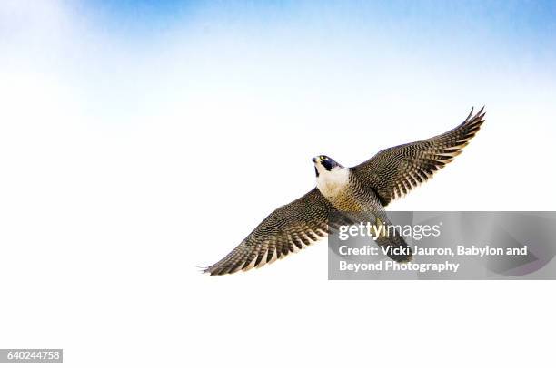 peregrine falcon (falco peregrinus) in flight against blue sky with clouds - halcón fotografías e imágenes de stock