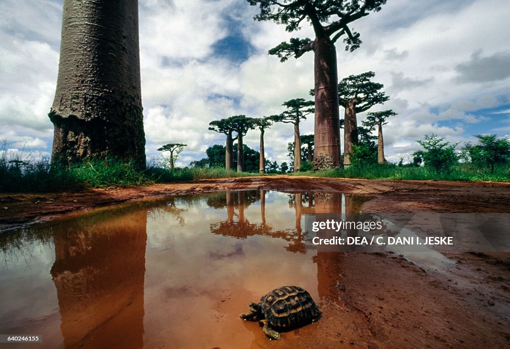 The Avenue of the Baobabs, near Morondava