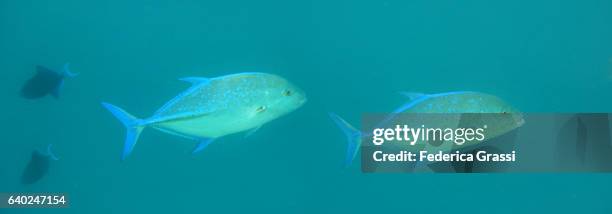 two bluefin jack, caranx melampygus - bluefin trevally stock pictures, royalty-free photos & images