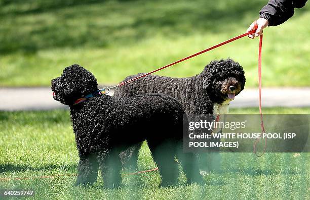 Presidential dogs Sunny and Bo during the annual White House Easter Egg Roll on the South Lawn of the White House April 21, 2014 in Washington, DC....
