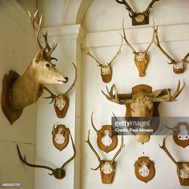 The heads of deer and moose hang as trophies on the wall of the Chateau Tanlay.