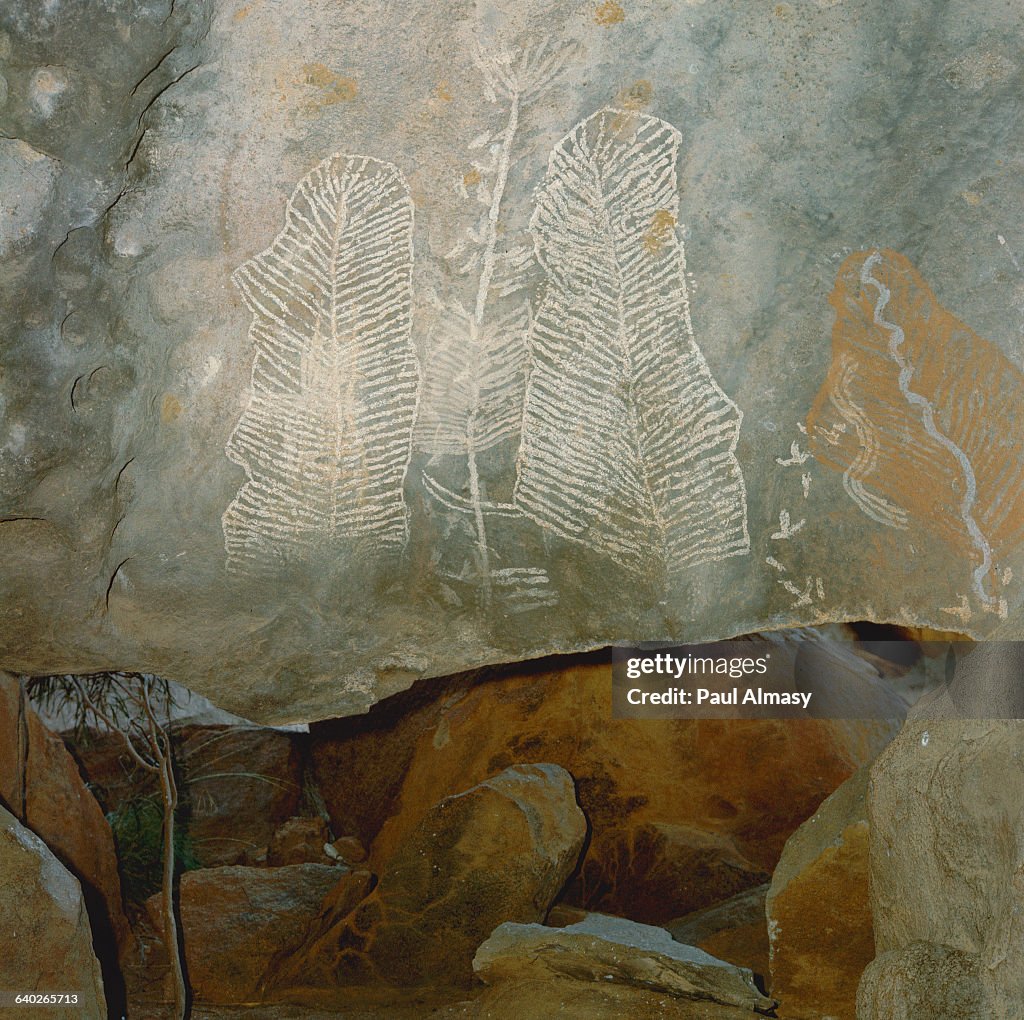 Australian Aboriginal Rock Painting of Plant Forms