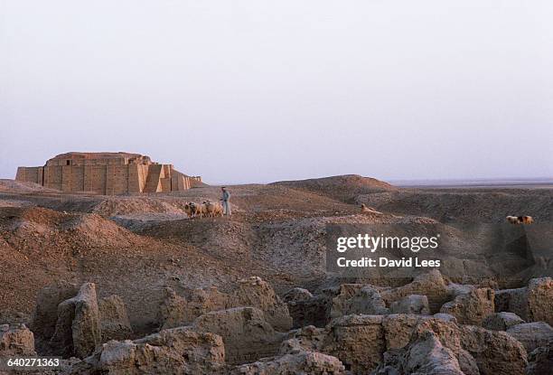 Herding goats around the ruined Sumerian walls of Ur, Iraq. Ur is believed to be the birthplace of Abraham.