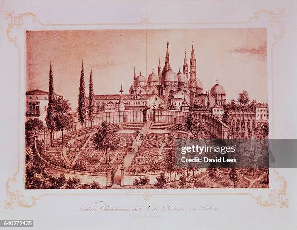 Padua's botanical garden, founded in 1545 by Francesco Bonafede, professor of botany in the medical school of Padua's university. This view shows the...