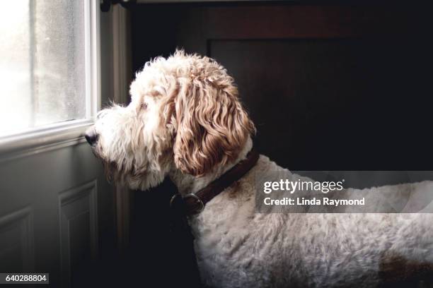 golden doodle dog waiting  to go outside in front of a closed door - esperar - fotografias e filmes do acervo