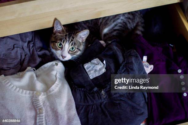 a cat lying in a drawer filled with sweater - hiding stock pictures, royalty-free photos & images