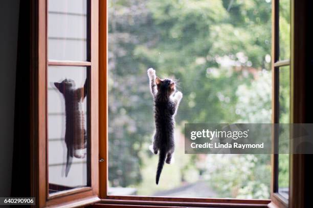 a kitten who climbs on the mosquito net of a window - mosquito netting stock pictures, royalty-free photos & images