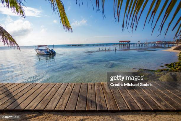 picturesque beachfront scene with transparent waters - belize stock-fotos und bilder