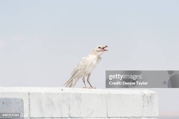 white raven - white crow stock pictures, royalty-free photos & images