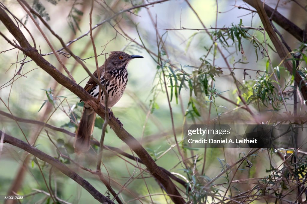 Long-billed Thrasher Bird