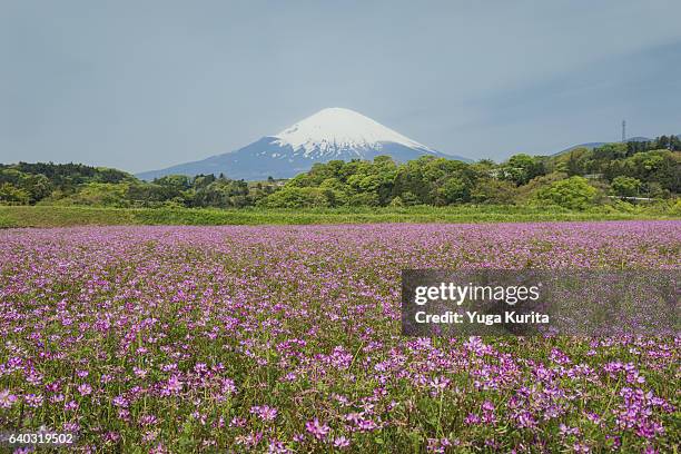 mt. fuji over a field of astragalus flowers - astragalus stock pictures, royalty-free photos & images