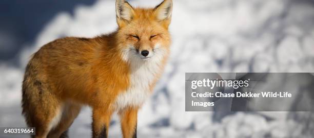 red fox - jackson hole mountain resort stock pictures, royalty-free photos & images