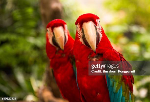 a pair of red-and-blue macaws (ara ararauna) perched in the jungle - carmine persico foto e immagini stock