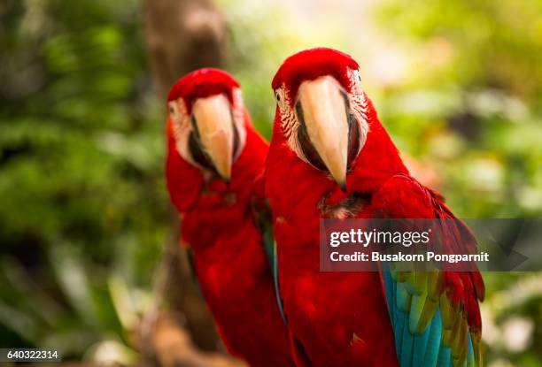 a pair of red-and-blue macaws (ara ararauna) perched in the jungle - zoo animals stock pictures, royalty-free photos & images