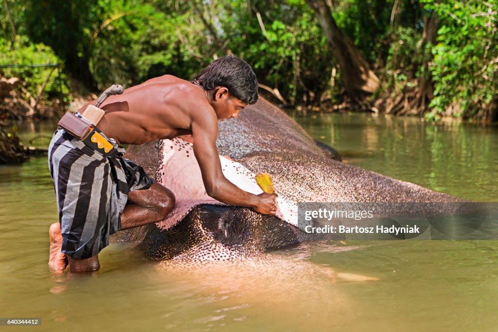 Un cornac se baignant son éléphant en rivière 