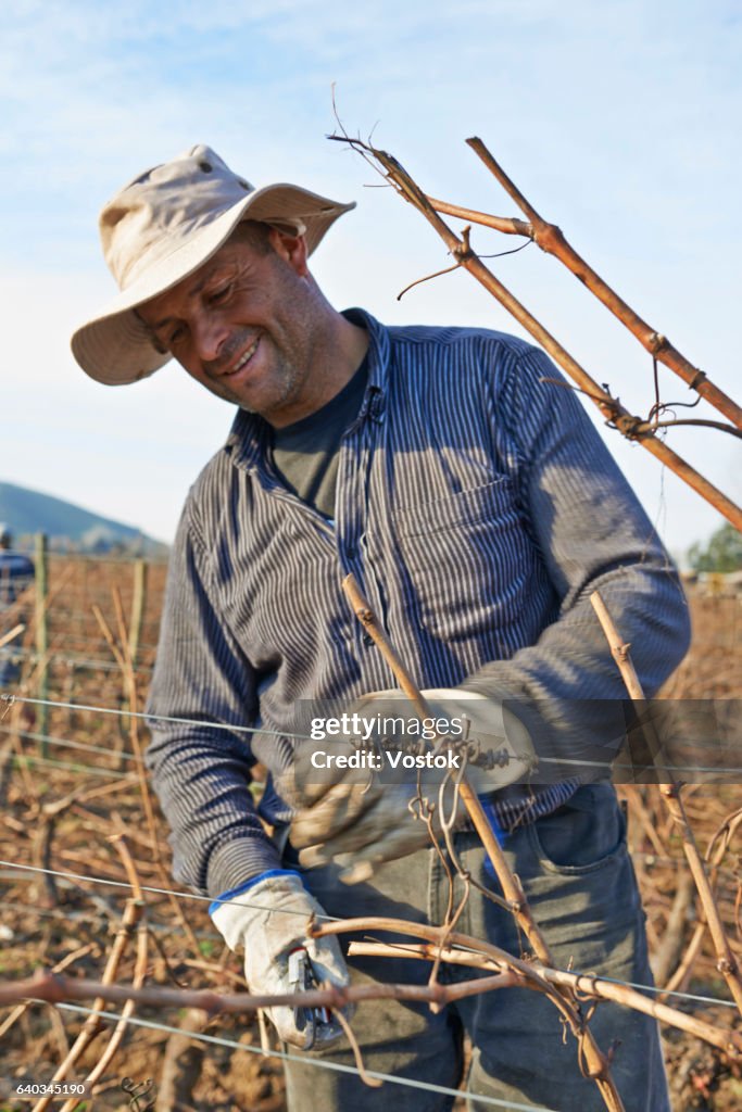 Workers in vineyards in Chile