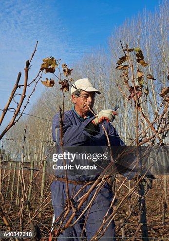 Workers in vineyards in Chile Workers in vineyards in Chile