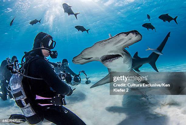 great hammerhead shark with divers around it - great hammerhead shark stockfoto's en -beelden