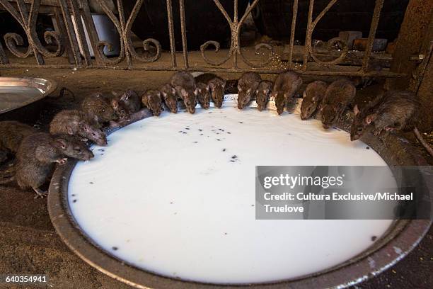 rats feeding from bowl at karni mata rat temple, deshnoke, rajasthan, india - bikaner stock-fotos und bilder