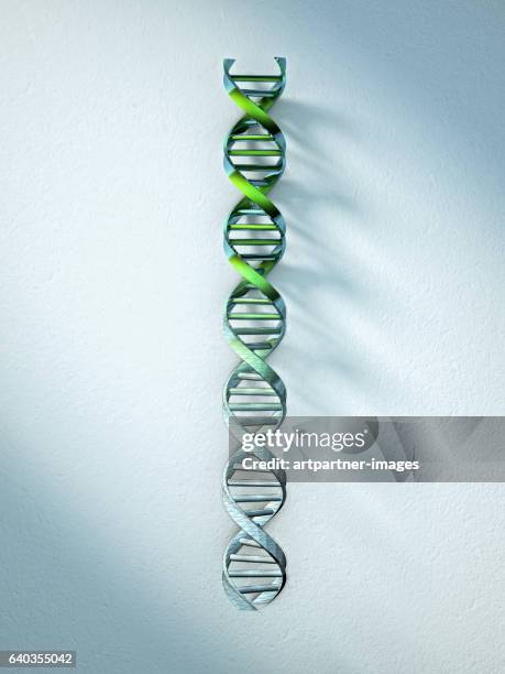 dna structure, double helix - dna helix stock-fotos und bilder