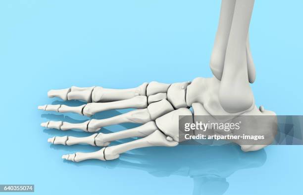 human foot bones, illustration - foot bones 個照片及圖片檔