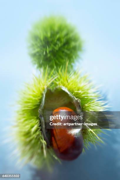 close-up of a chestnut - kastanie laubbaum stock-fotos und bilder