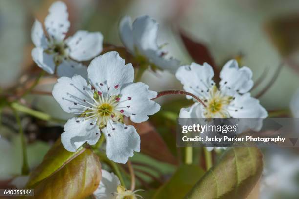 asian pear white spring blossom - pear tree stock pictures, royalty-free photos & images