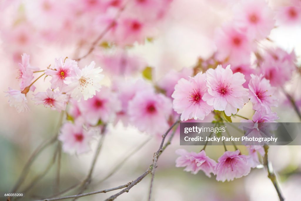 Prunus 'Pink Ballerina' spring blossom