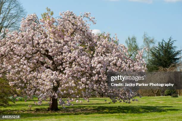 prunus matsumae spring flowering cherry tree blossom - prunus mume fotografías e imágenes de stock