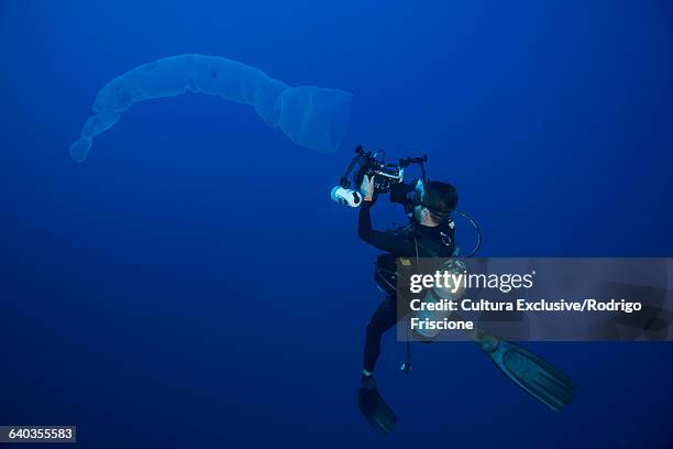 underwater view of diver photographing siphonophora, roca partida, revillagigedo, colima, mexico - 個虫 ストックフォトと画像