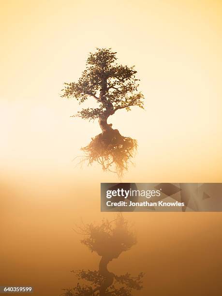 floating tree over water at dawn - spiritual enlightenment stock pictures, royalty-free photos & images