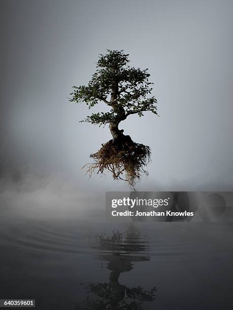 floating tree above lake in mist - desarraigado fotografías e imágenes de stock