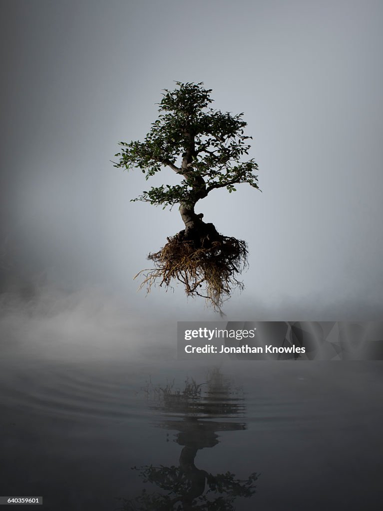 Floating tree above lake in mist