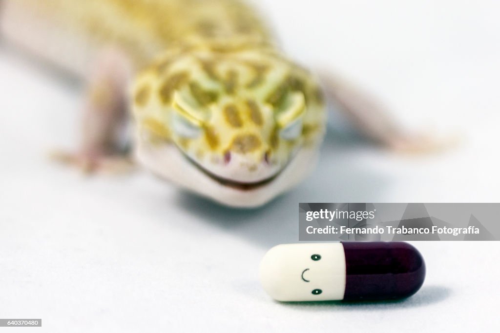 Lizard smile with happy pill