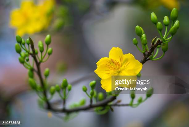 apricot blossom ( vietnamese hoa mai ) - tet vietnam stock pictures, royalty-free photos & images