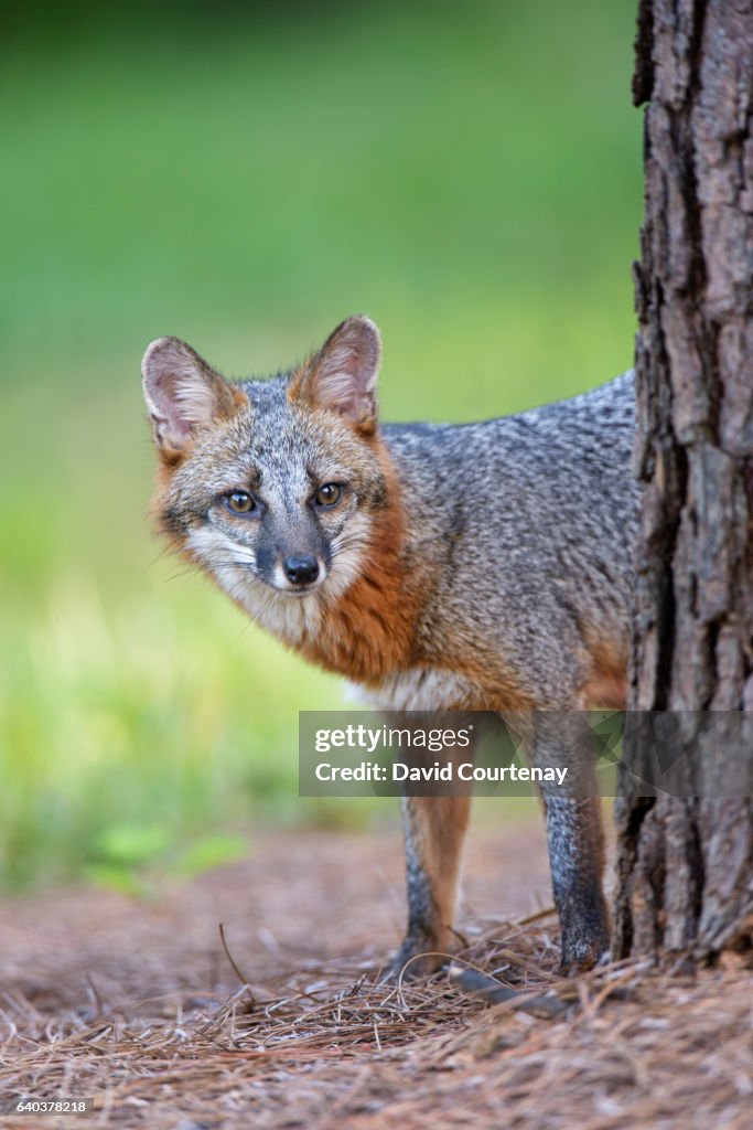 Gray Fox in woodland