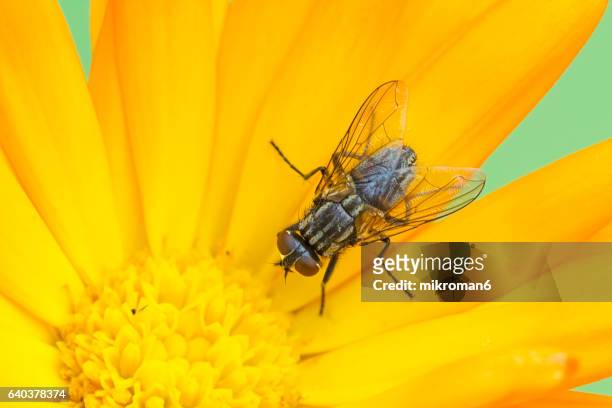 small fly (flesh-fly  sarcophaga carnaria) on calendula flower (pot marigold) - mosca de la carne fotografías e imágenes de stock