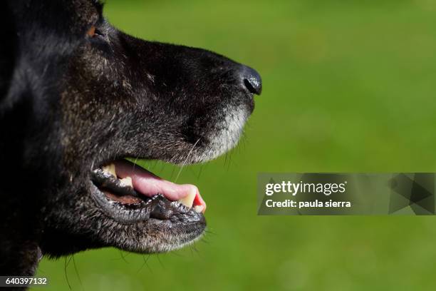 mouth - german shepherd teeth stock pictures, royalty-free photos & images