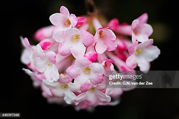 winter flower - viburnum stock pictures, royalty-free photos & images