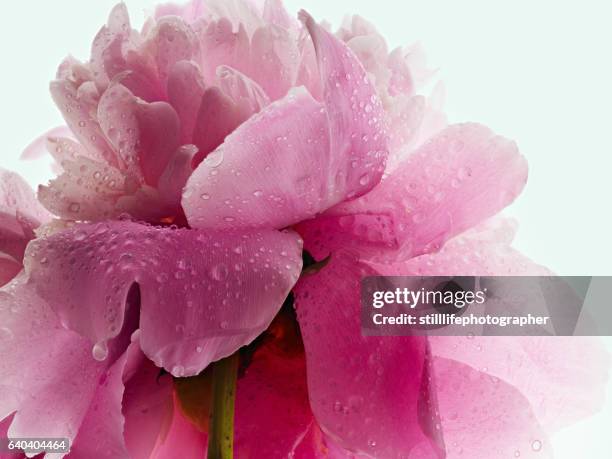 peony closeup with condensation - peónia imagens e fotografias de stock