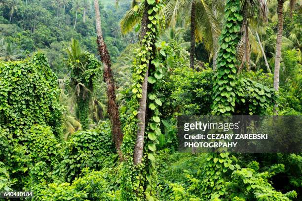 rain forest in ubud monkey forest, ubud, bali, indonesia - ubud monkey forest stock pictures, royalty-free photos & images