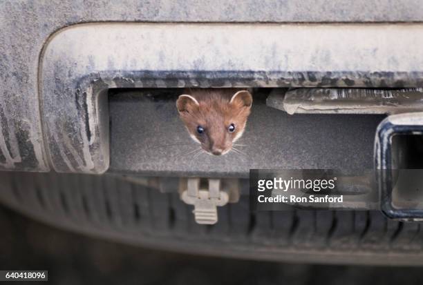 ermine is an unexpected passenger. - ermine stock pictures, royalty-free photos & images