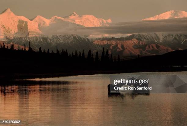 moose meet in wonder lake in a setting sun. - denali nationalpark stock-fotos und bilder