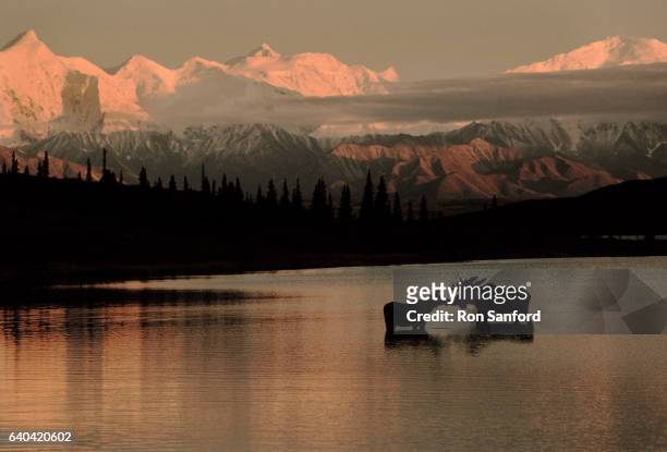moose meet in wonder lake in a setting sun. - alce fotografías e imágenes de stock