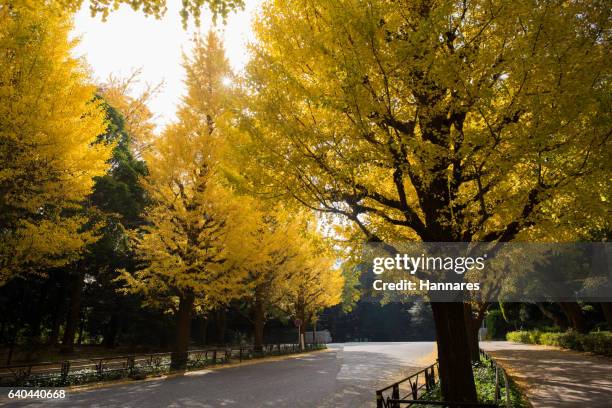 ginkgo - meiji jingu shrine stock pictures, royalty-free photos & images