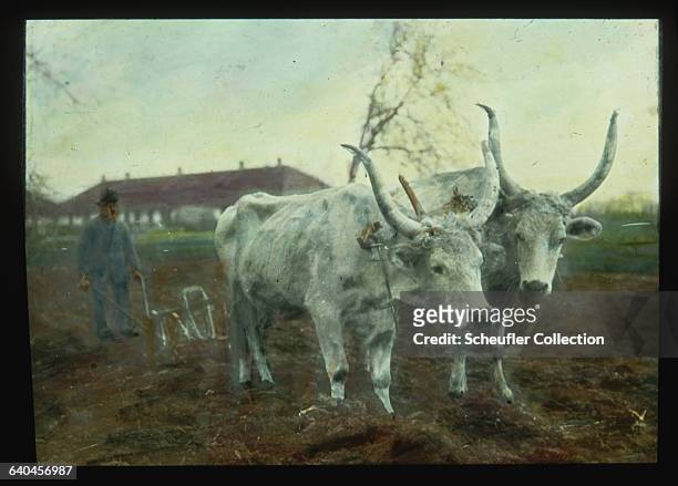Farmer works two long-horned oxen as they pull a plow through the earth. | Location: Carpatho-Ukraine.