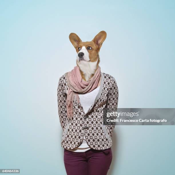 dog head - well dressed dog stock pictures, royalty-free photos & images